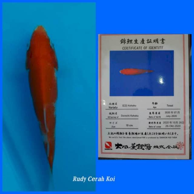 Kohaku Serti Import - Josss