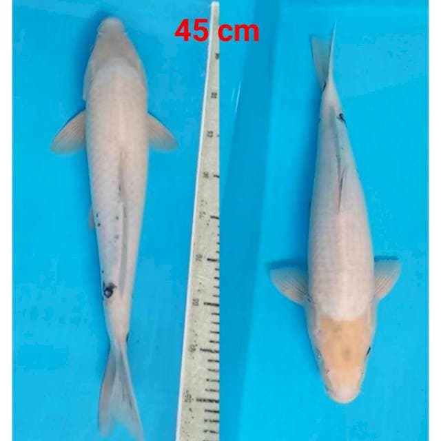 45 cm, shiro