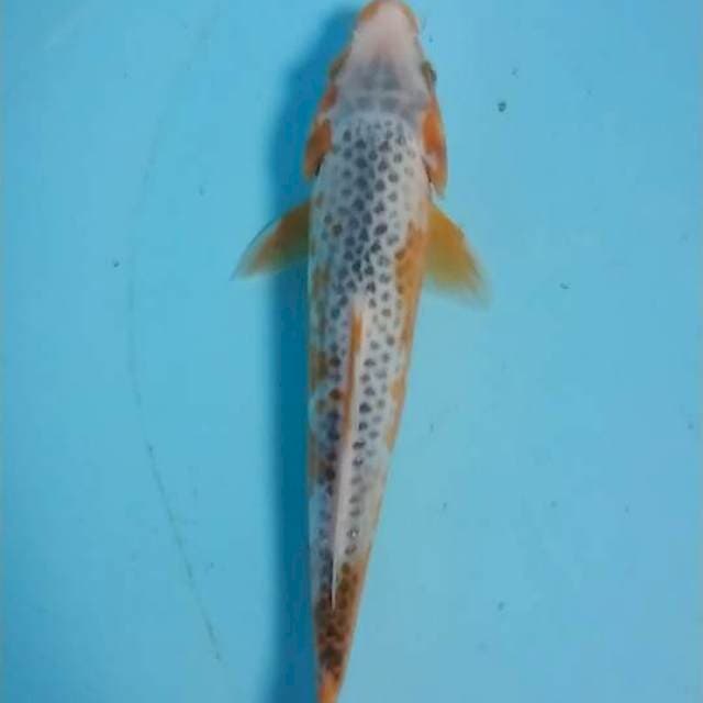 asagi 26 cm