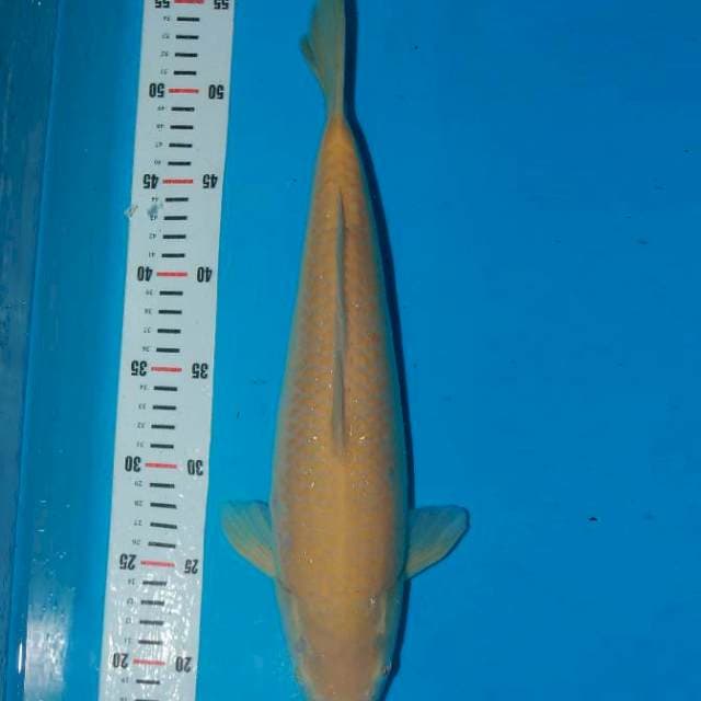 Karasi semi red eye 37cm male