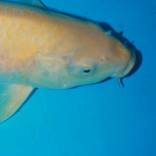 Karasi semi red eye 37cm male