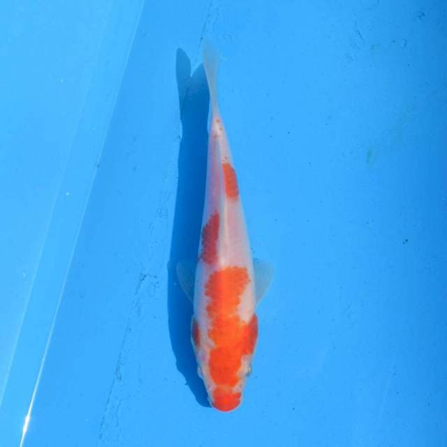 Kohaku F1