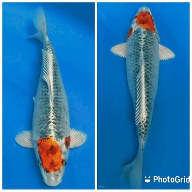 Tancho kujaku original 30bu/29cm