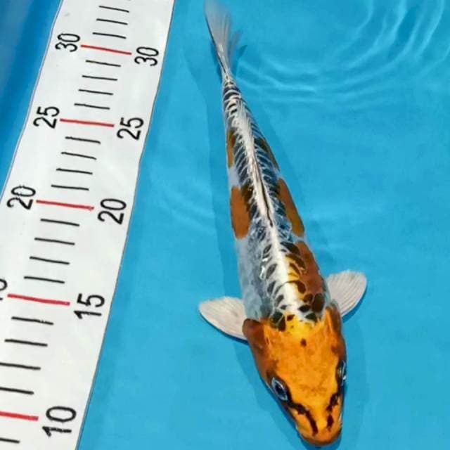 Kiko 22cm