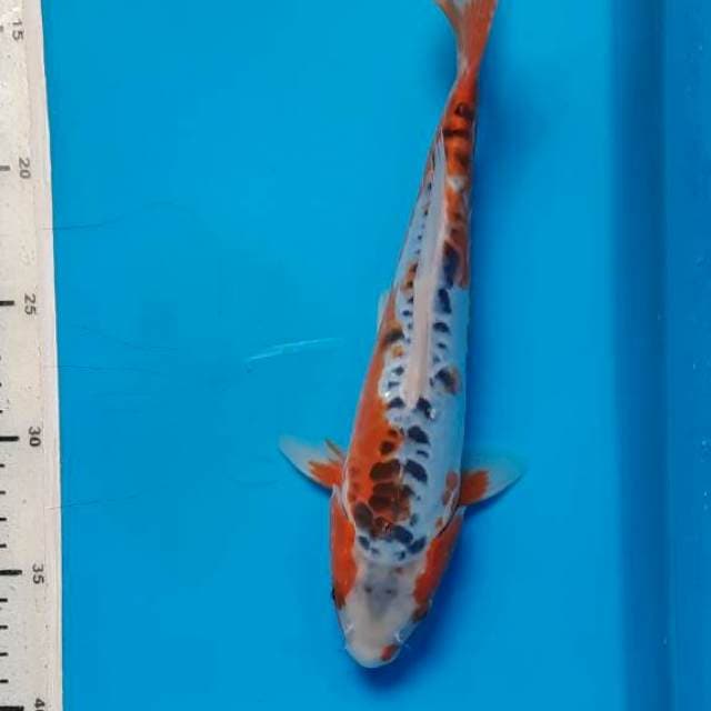 Shusui 26cm