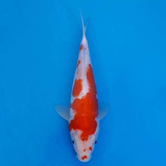 doitsu kohaku 23cm