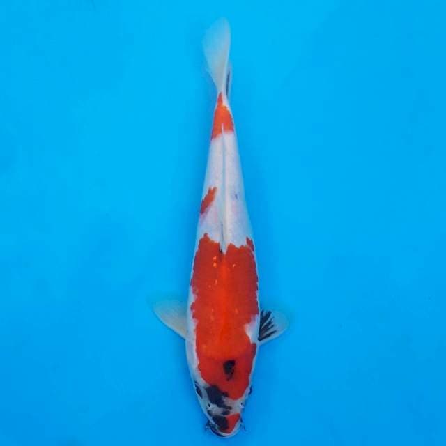 showa kindai 23cm