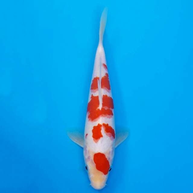 dep red kohaku 23cm