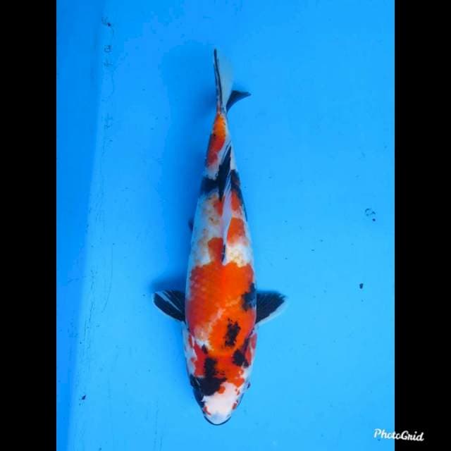 31cm fml , Showa Kanoko