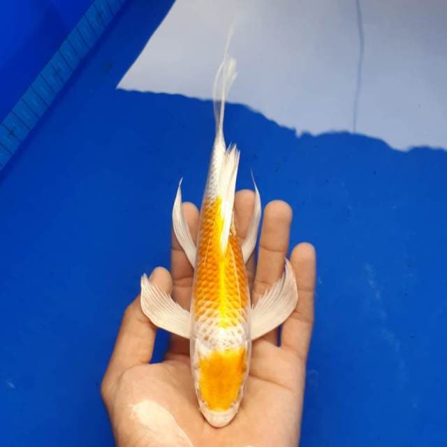 KUMPAI MARUTEN MALE