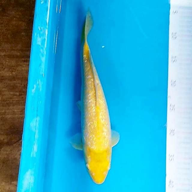 Karashi ginrin 34cm