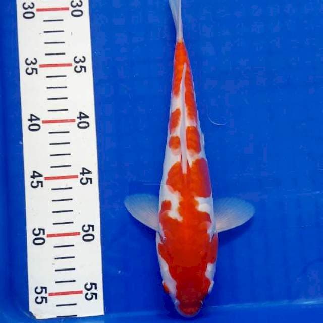 Kohaku