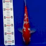 Kohaku