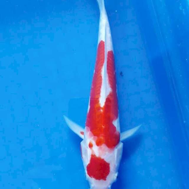 Kohaku