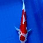 Kohaku