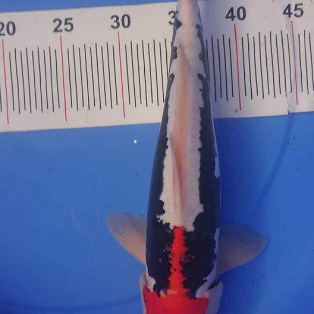 Beni Kumonryu 39 cm Male