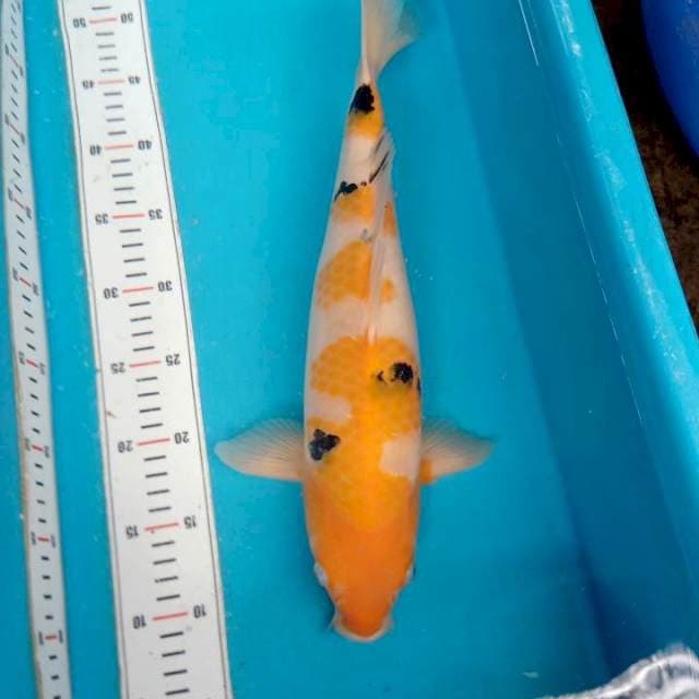Antikan Ki Sanke 41cm