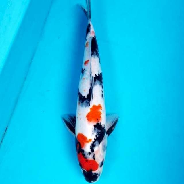 KINDAI SHOWA 40 CM MALE