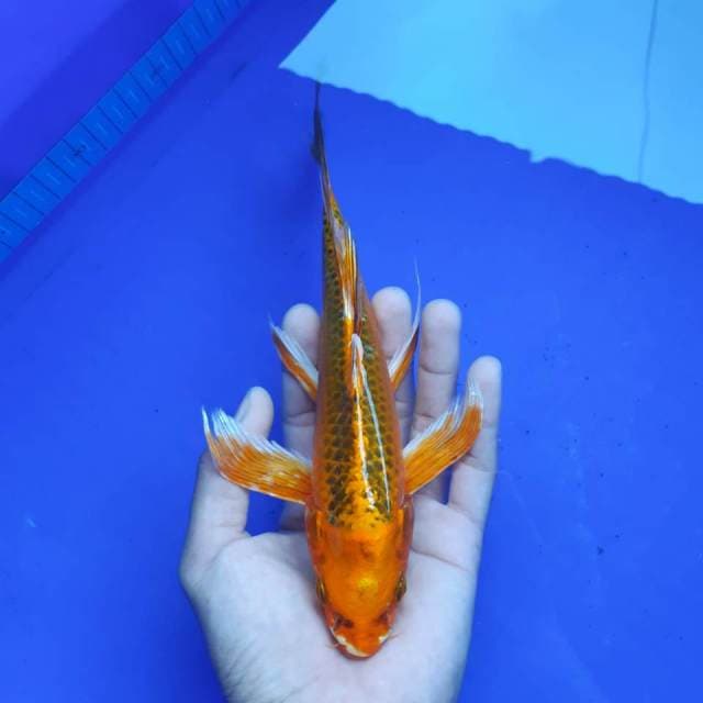 KUMPAI MATSUBA 