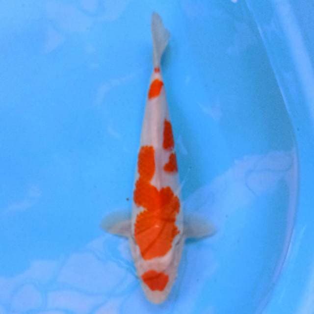 Tancho. 26 cm