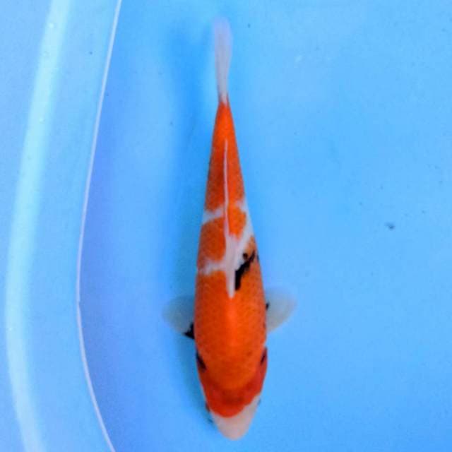 Sanke 25 cm