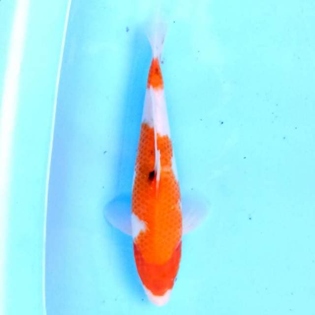 Sanke 24 cm