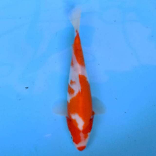 Kohaku Kuchibeni 22 cm