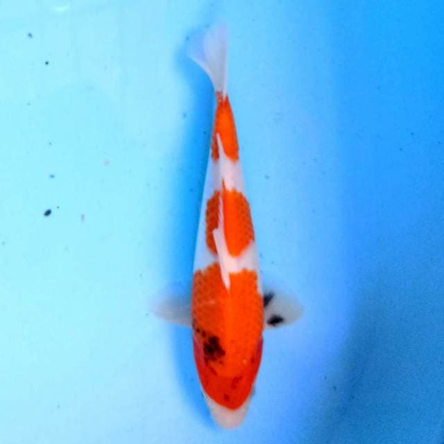 Showa 22 cm