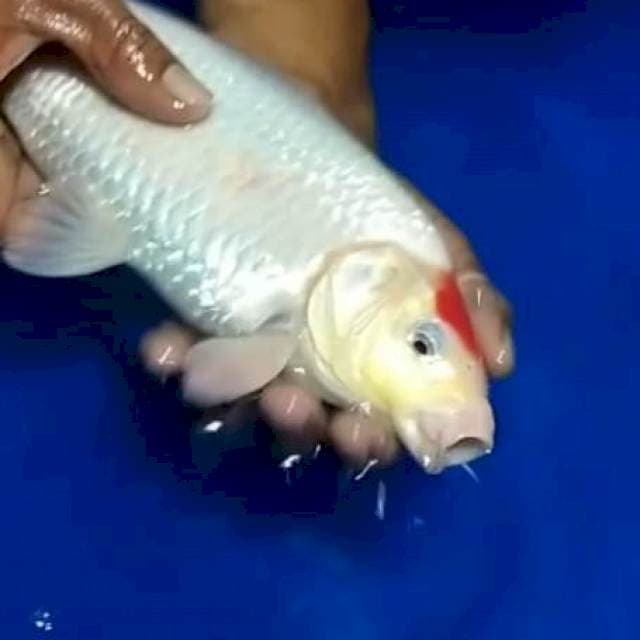 Tc kohaku punuk badak