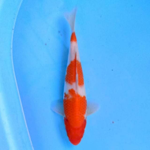 Kohaku 24 cm