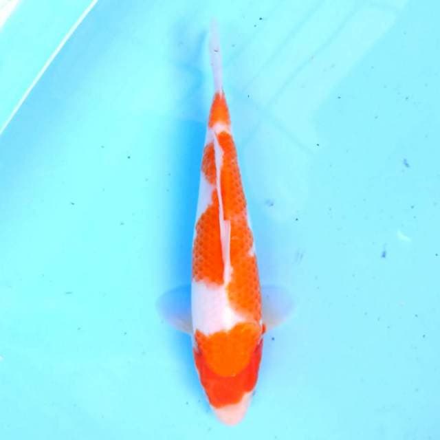 Kohaku 25 cm