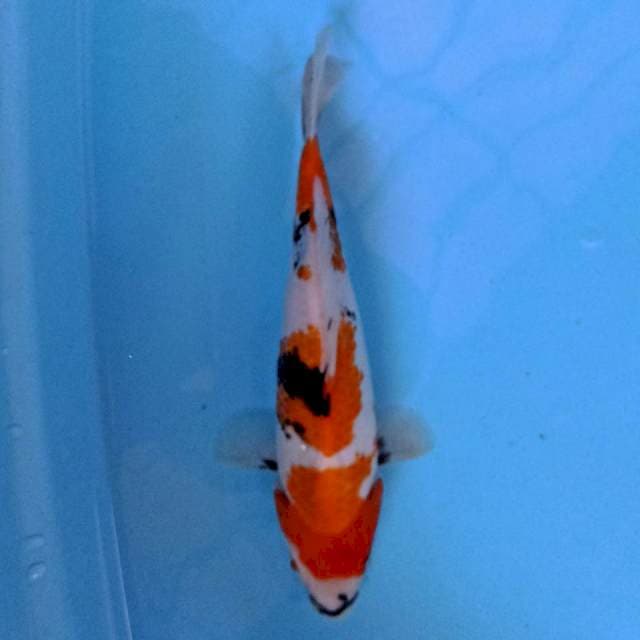 Kindai Showa 25 cm