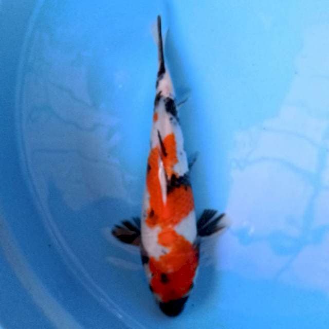 Kindai Showa 26 cm