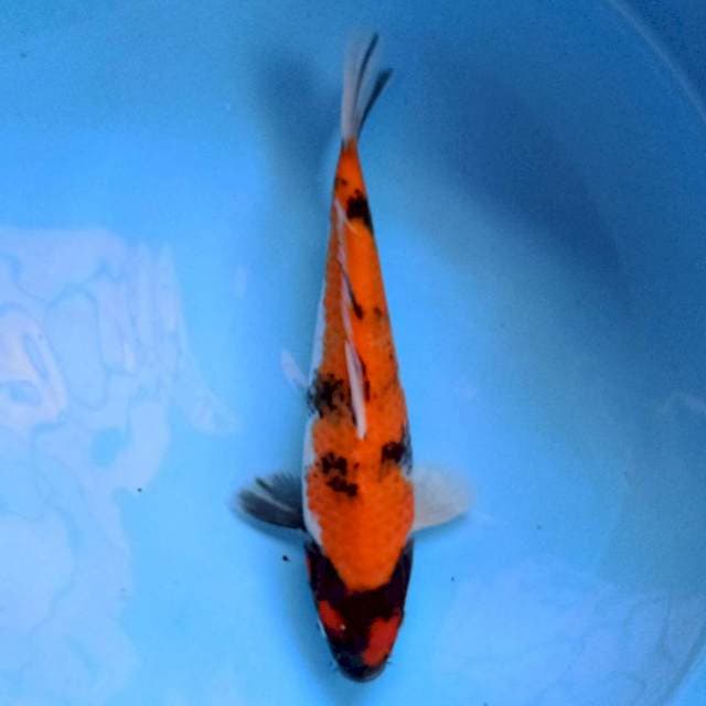 Hi Showa 26 cm