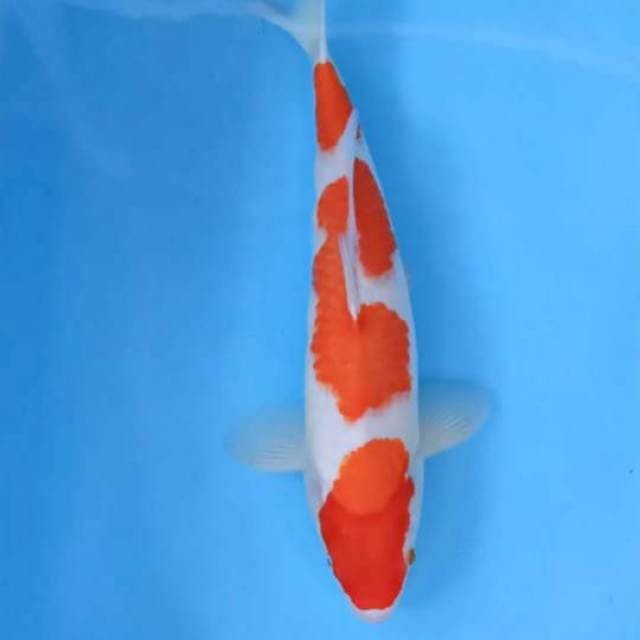 ⭐KOHAKU SANDAN ⭐ ORI ±48 CM