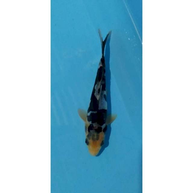 shiro bekko doit joss 15 cm
