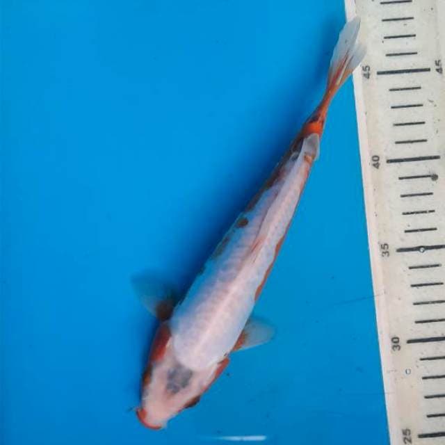 Khosui 23cm 