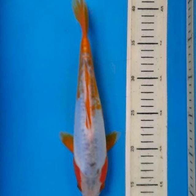 Khosui 28cm