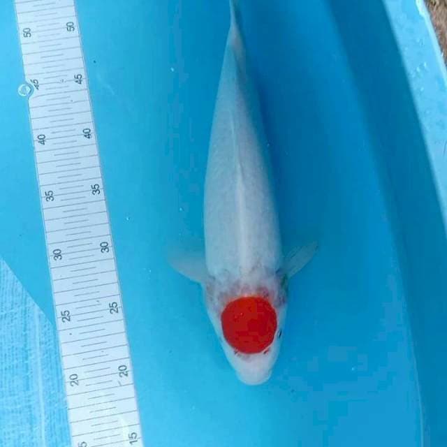 Tanco kohaku pentol
