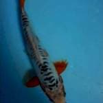 shusui 24 cm