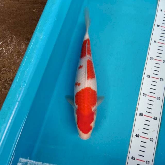 Kohaku 31cm