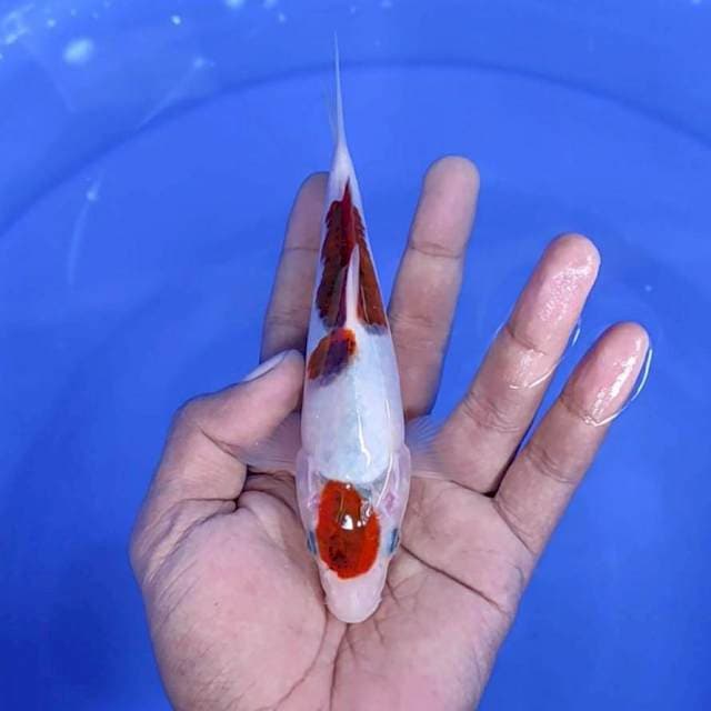 Goromo / 17 cm