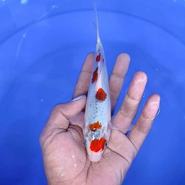 Gosiki / 18 cm