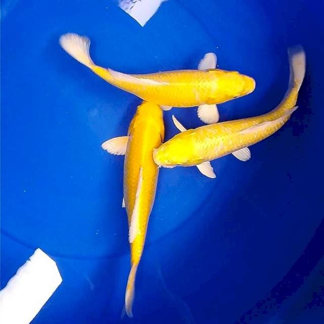 Lemon A