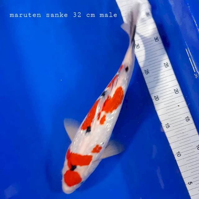Maruten sanke gindrin