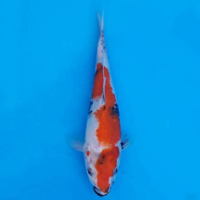 showa sanshoku 22cm