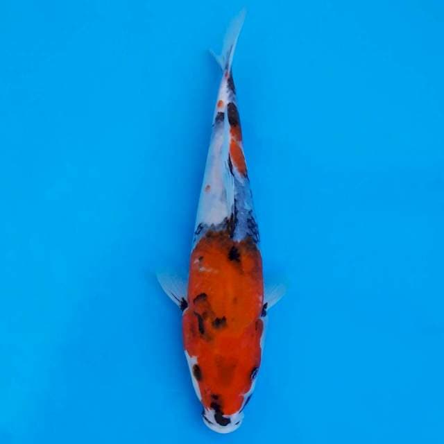 showa sanshoku 25cm