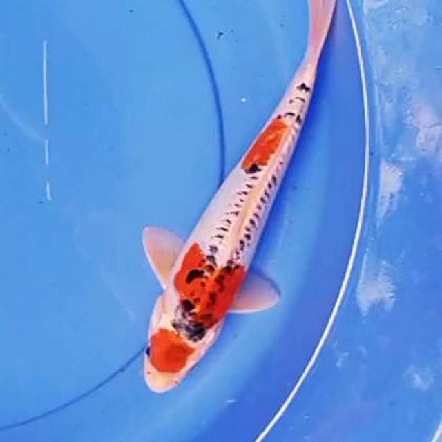 Maruten 27 cm