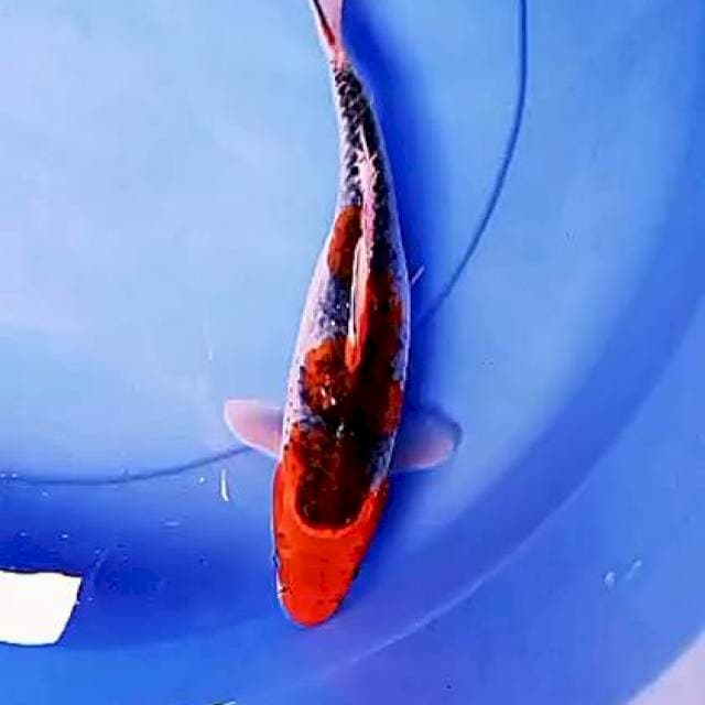 Kuro 27 cm