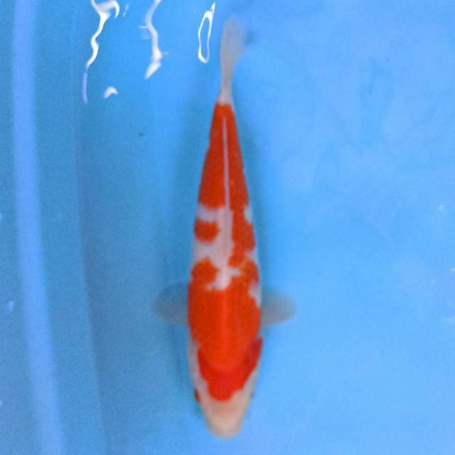 Kohaku 26 cm